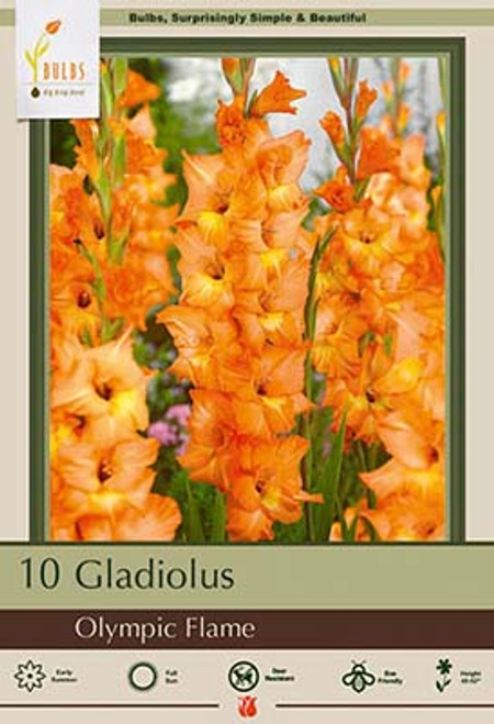 Gladiolus Large Flowering 'Olympic Flame', 10ct