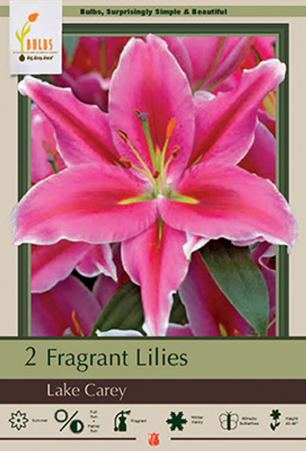 Fragrant Lily Oriental 'Lake Carey', 2ct