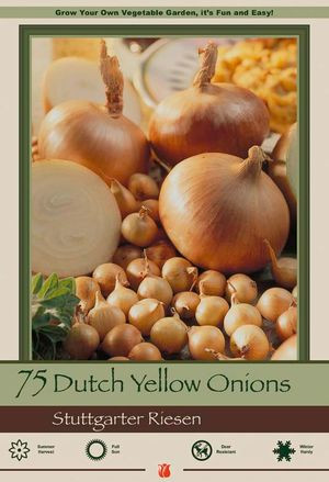 Netherland Bulb Co. Dutch Yellow Onion 'Stuttgarter Riesen', 75pc
