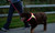 Lighthound Harness
