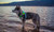 Lighthound Harness