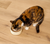 Open Farm Cat Can Grain Free Homestead Turkey Pate