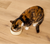 Open Farm Cat Can Grain Free Chicken & Beef Pate