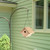 Wren House-DIY Craft Kit