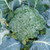 Territorial Express Broccoli Seed