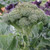 Territorial Belstar Broccoli Seed