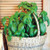 Territorial Sweet Basil Seed