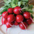Territorial Roxanne Radish Seed