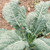 Territorial Nero Di Toscana Kale Seed