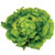 Territorial Tom Thumb Lettuce Seed