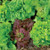 Territorial Super Gourmet Salad Blend Lettuce Seed