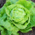 Territorial Victoria Lettuce Seed