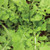 Territorial Roquette Arugula Seed