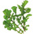 Territorial Roquette Arugula Seed