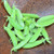 Territorial Super Sugar Snap Pea Seed