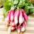 Territorial French Breakfast Radish Seed