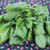 Territorial Olympia Spinach Seed