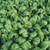 Territorial Palco Spinach Seed