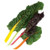 Territorial Bright Lights Swiss Seeds