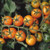 Territorial Sungold Tomato Seed