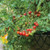 Territorial Lizzano Tomato Seed
