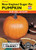 Lake Valley Pumpkin New England Sugar Pie Seed