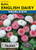 Lake Valley Daisy English Bells Mixed Colors Seed