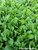 Renee's Garden Special Baby Leaf Tender Chard