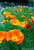 Renee's Garden 'Native Orange' California Poppies Seed