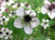 Renee's Garden 'Bridal Veil' Heirloom White Nigella Seed