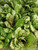 Renee's Garden 'Flashy Trout Back' Heirloom Cutting Lettuce Organic Seed