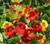 Renee's Garden 'Amazon Jewel' Climbing Nasturtium Seed