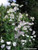 Renee's Garden 'April in Paris' Fragrant Sweet Peas Seed