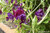 Renee's Garden 'North Shore' Heirloom Bouquet Sweet Pea Seed