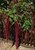 Renee's Garden ' Love Lies Bleeding' Heirloom Amaranth Seed