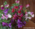 Renee's Garden 'Color Palette Cupid' Heirloom Widow Box Sweet Peas