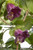 Renee's Garden 'Cathedral Bells' Heirloom Flowering Vine Seed
