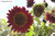 Renee's Garden 'Chocolate Cherry' Ornamental Sunflower Seed