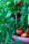 Renee's Garden 'Super Bush' Container Tomato Seed