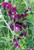 Renee's Garden 'Zinfandel' Fragrant Sweet Pea Seed