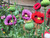 Renee's Garden 'Pepperbox Poppy' Heirloom  Herb Seed