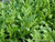 Renee's Garden 'Heirloom Rustic Arugula' Kitchen Herb Seed