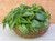 Renee's Garden 'Sweet Green Basil' Heirloom Herb Seed