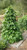 Renee's Garden 'Green, Yellow & Purple' Tricolor Pole Beans Seed