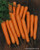 Renee's Garden 'Bolero Nantes' Crispy French Carrot Seed