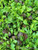 Renee's Garden 'California Spicy Greens' Signature Salads Seed