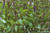Renee's Garden ' Queenette' True Thai Basil Seed