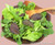 Renee's Garden 'Asian Baby Leaf' Gourmet Mesclun Salad Seed