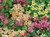 Renee's Garden 'Aloha Mix' Hummingbird Nasturtiums Seed