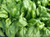 Renee's Garden 'Regiment' Baby Salad Spinach Organic Seed